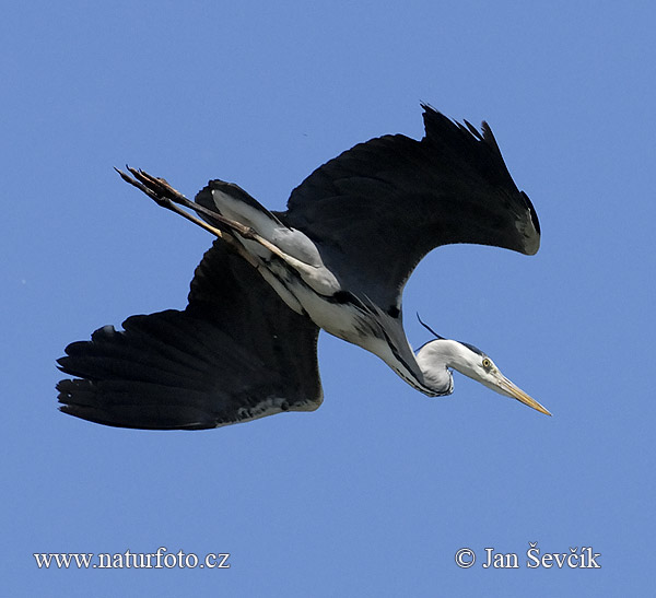 Volavka popolavá (Ardea cinerea)