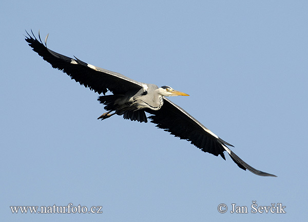 Volavka popolavá (Ardea cinerea)