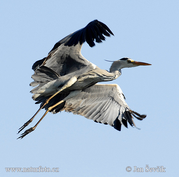 Volavka popolavá (Ardea cinerea)