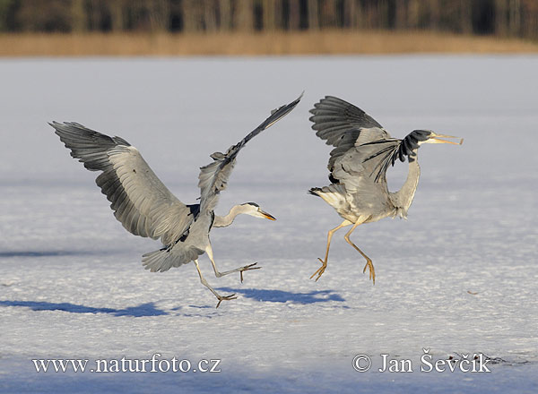 Volavka popolavá (Ardea cinerea)