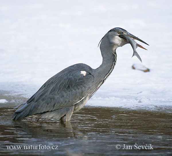 Volavka popolavá (Ardea cinerea)