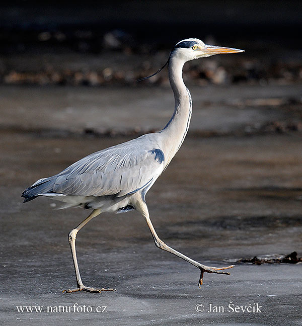 Volavka popolavá (Ardea cinerea)