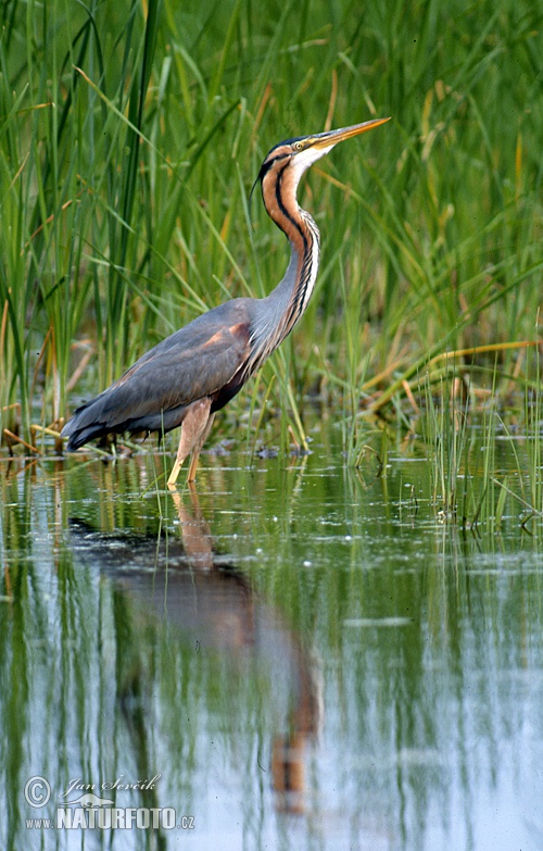 Volavka purpurová (Ardea purpurea)