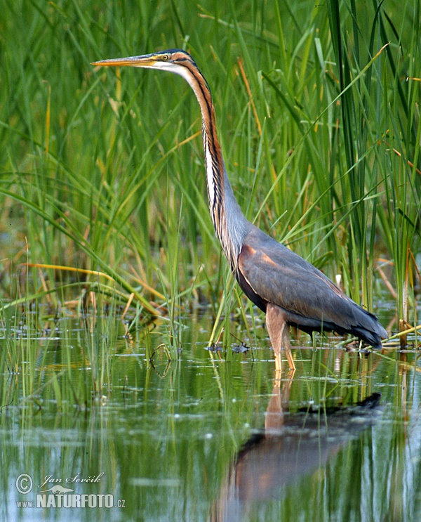Volavka purpurová (Ardea purpurea)