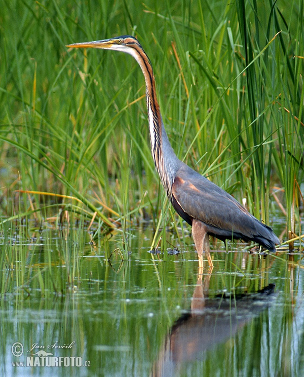 Volavka purpurová (Ardea purpurea)