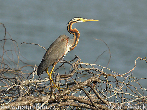 Volavka purpurová (Ardea purpurea)