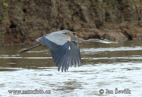 Volavka statná (Ardea herodias)