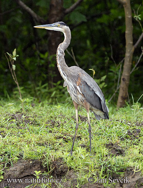 Volavka statná (Ardea herodias)