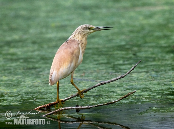 Volavka vlasatá (Ardeola ralloides)