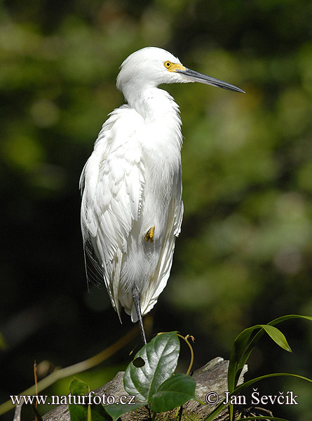 Volavka žltoprstá (Egretta thula)