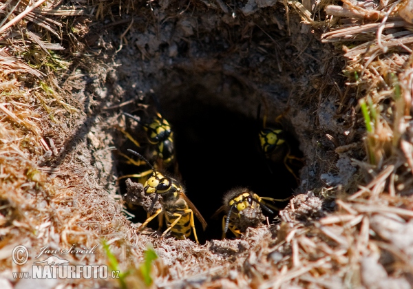 Vosa útočná (Vespula germanica)