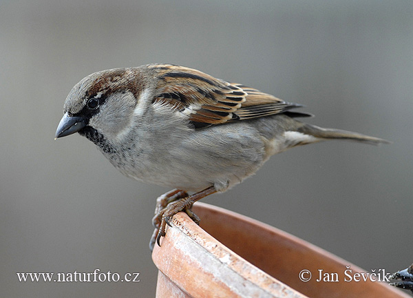 Vrabec domový (Passer domesticus)