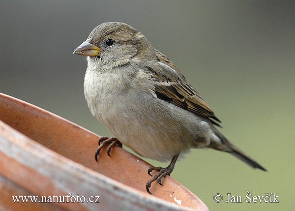 Vrabec domový (Passer domesticus)