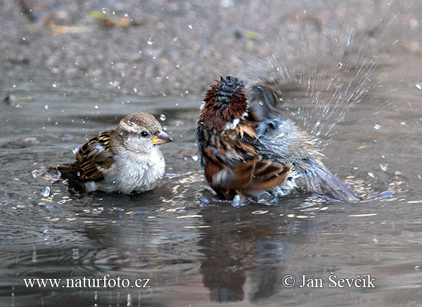 Vrabec domový (Passer domesticus)