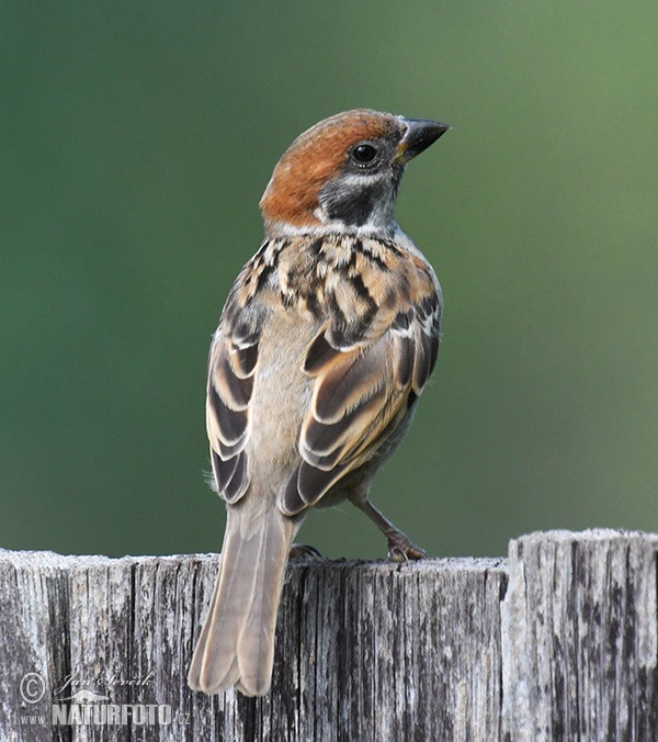 Vrabec polní (Passer montanus)