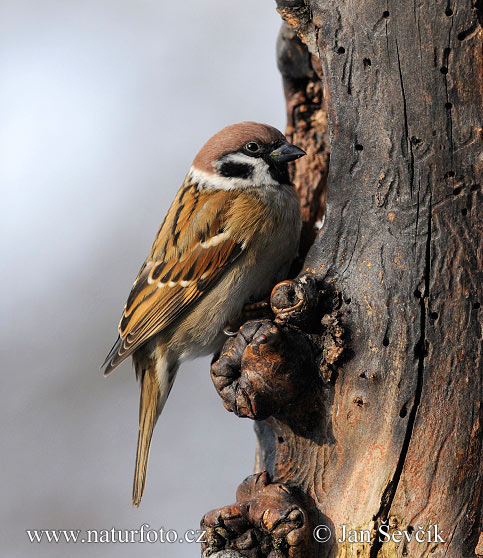 Vrabec poľný (Passer montanus)