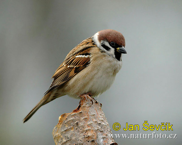 Vrabec poľný (Passer montanus)