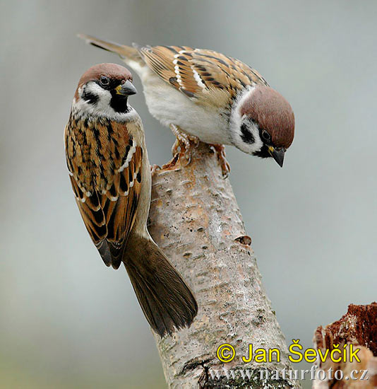 Vrabec poľný (Passer montanus)