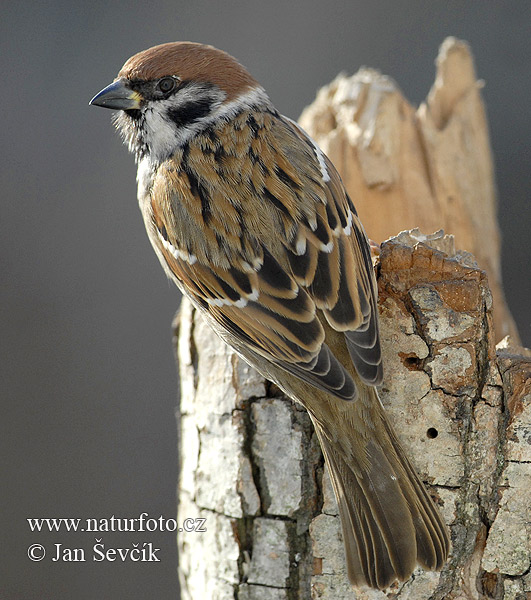 Vrabec poľný (Passer montanus)