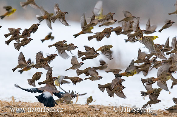 Vrabec poľný (Passer montanus Emberiza citrinella)