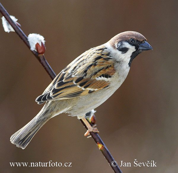 Vrabec poľný (Passer montanus)