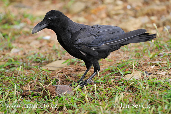 Vrana hrubozobá (Corvus macrorhynchos)