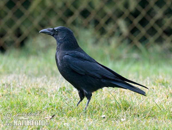 Vrána obecná - černá (Corvus corone corone)