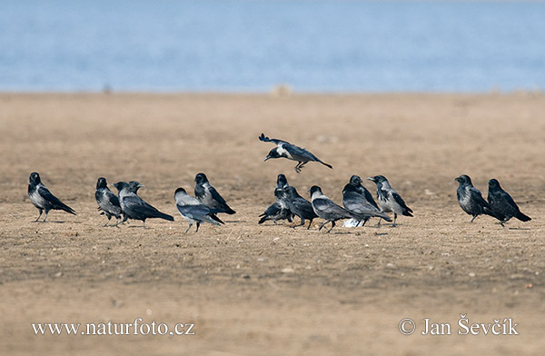Vrána obyčajná (Corvus cornix)
