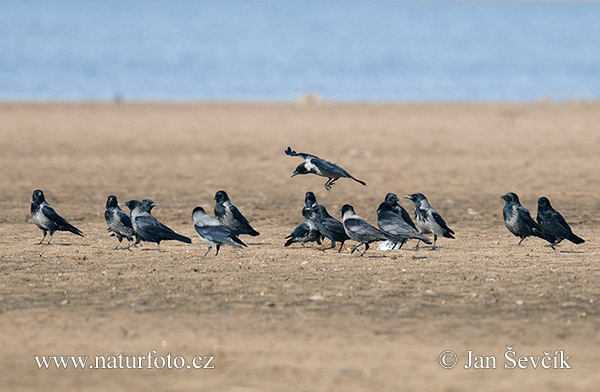 Vrána obyčajná (Corvus corone cornix)