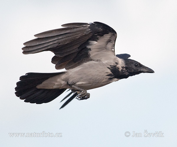 Vrána obyčajná (Corvus cornix)