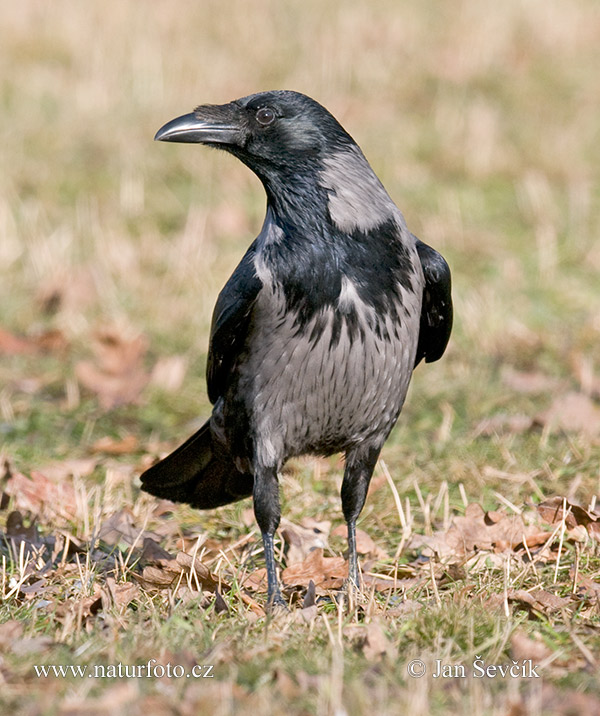 Vrána obyčajná (Corvus cornix)