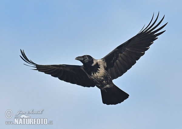 Vrána obyčajná (Corvus cornix)