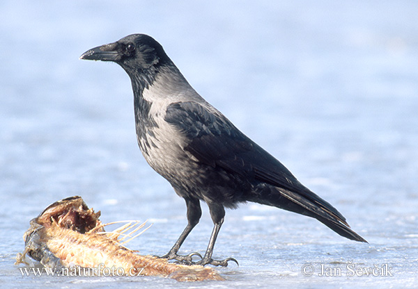 Vrána obyčajná (Corvus cornix)