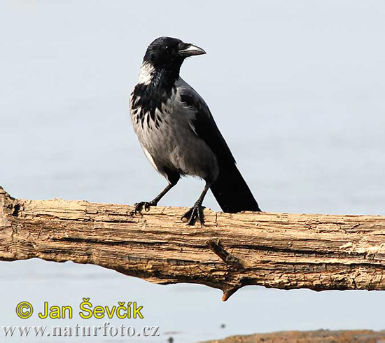 Vrána obyčajná (Corvus cornix)