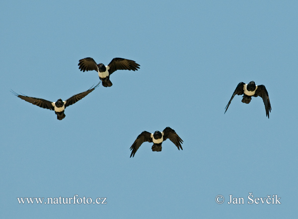 Vrana štítnatá (Corvus albus)