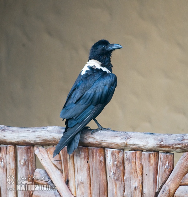 Vrana štítnatá (Corvus albus)