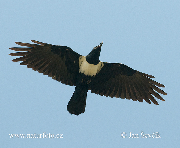 Vrana štítnatá (Corvus albus)