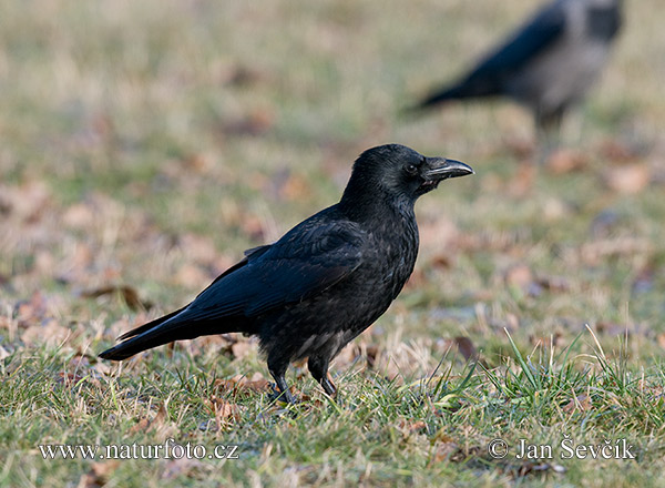 Vrana túlavá (Corvus corone)