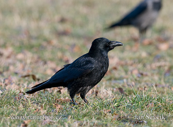 Vrana túlavá (Corvus corone corone)