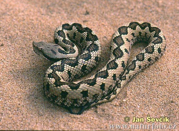 Vretenica ostronosá (Vipera latastei)