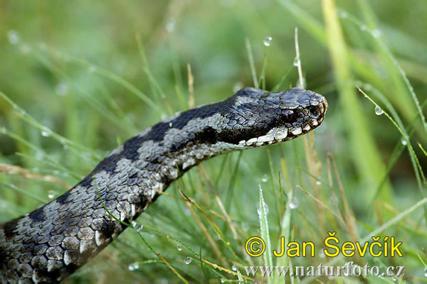 Vretenica severná (Vipera berus)