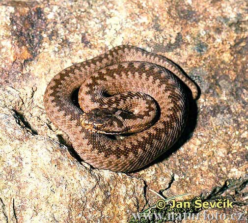 Vretenica severná (Vipera berus)