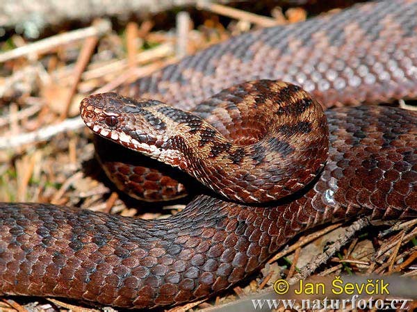 Vretenica severná (Vipera berus)