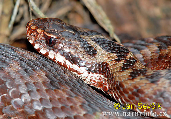 Vretenica severná (Vipera berus)