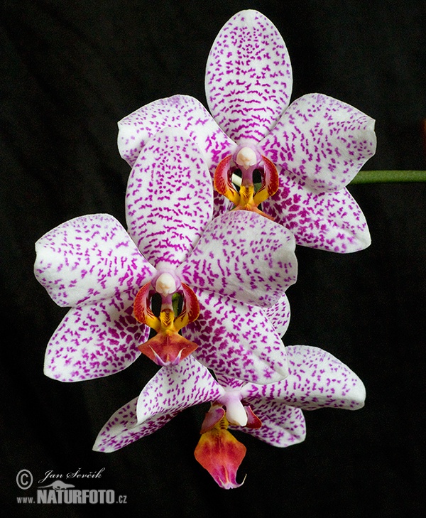 Vstavačovité (Phalaenopsis sp.)