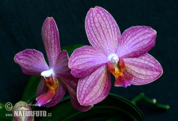 Vstavačovité (Phalaenopsis sp.)