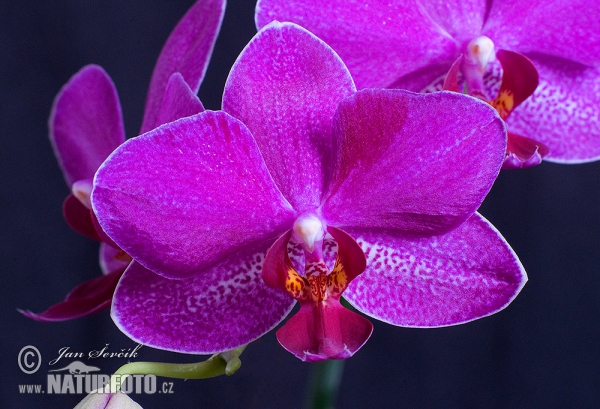 Vstavačovité (Phalaenopsis sp.)