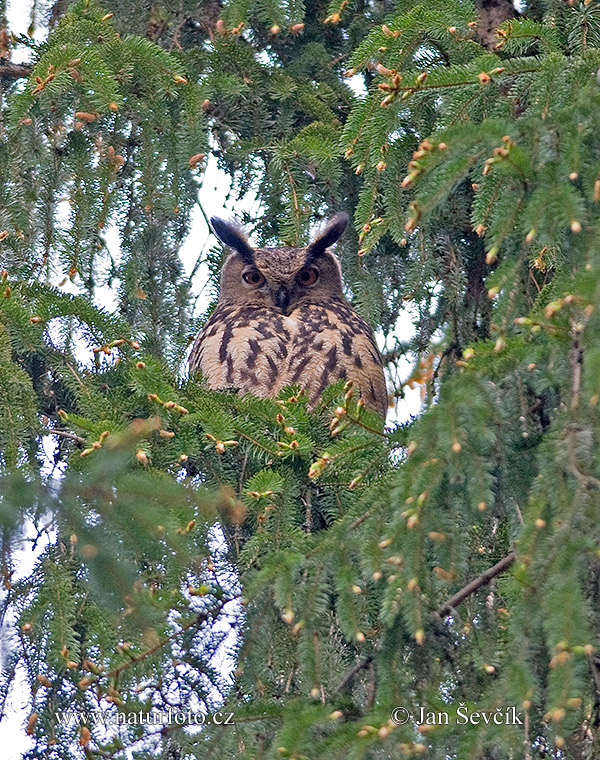 Výr skalný (Bubo bubo)