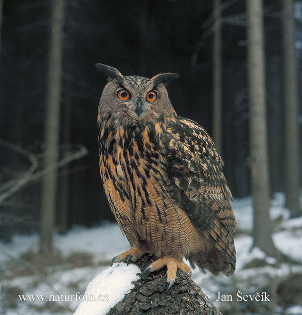 Výr skalný (Bubo bubo)