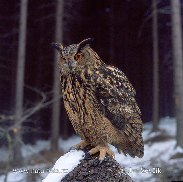 Výr skalný (Bubo bubo)